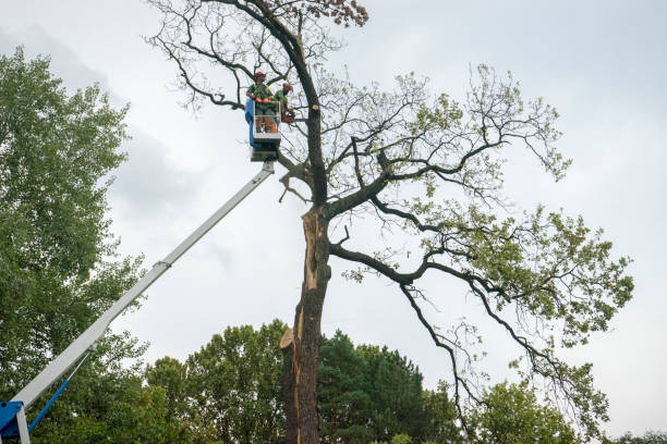 The Steps Involved in Our Tree Care Process in Ponderay, ID